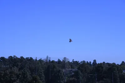 DSC_0774 (Large).JPG